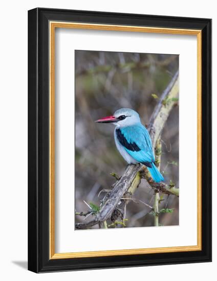 Africa, Tanzania. Portrait of a woodland kingfisher.-Ellen Goff-Framed Photographic Print