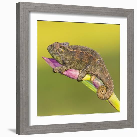 Africa. Tanzania. Rough chameleon, Trioceros rudis, at Ngorongoro crater.-Ralph H. Bendjebar-Framed Photographic Print