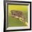 Africa. Tanzania. Rough chameleon, Trioceros rudis, at Ngorongoro crater.-Ralph H. Bendjebar-Framed Photographic Print