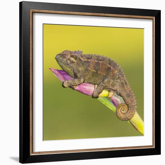 Africa. Tanzania. Rough chameleon, Trioceros rudis, at Ngorongoro crater.-Ralph H. Bendjebar-Framed Photographic Print