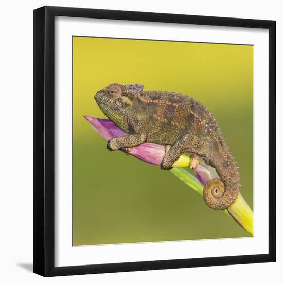 Africa. Tanzania. Rough chameleon, Trioceros rudis, at Ngorongoro crater.-Ralph H. Bendjebar-Framed Photographic Print