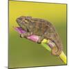 Africa. Tanzania. Rough chameleon, Trioceros rudis, at Ngorongoro crater.-Ralph H. Bendjebar-Mounted Photographic Print