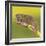 Africa. Tanzania. Rough chameleon, Trioceros rudis, at Ngorongoro crater.-Ralph H. Bendjebar-Framed Photographic Print