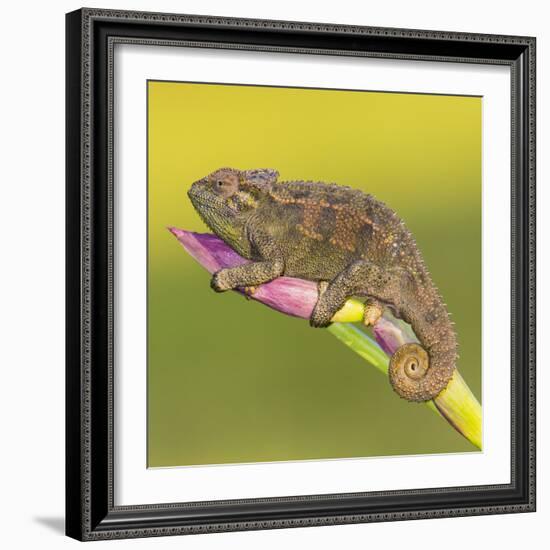 Africa. Tanzania. Rough chameleon, Trioceros rudis, at Ngorongoro crater.-Ralph H. Bendjebar-Framed Photographic Print