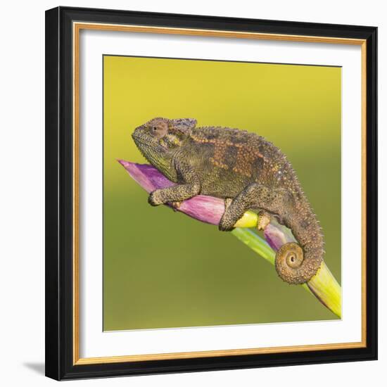 Africa. Tanzania. Rough chameleon, Trioceros rudis, at Ngorongoro crater.-Ralph H. Bendjebar-Framed Photographic Print