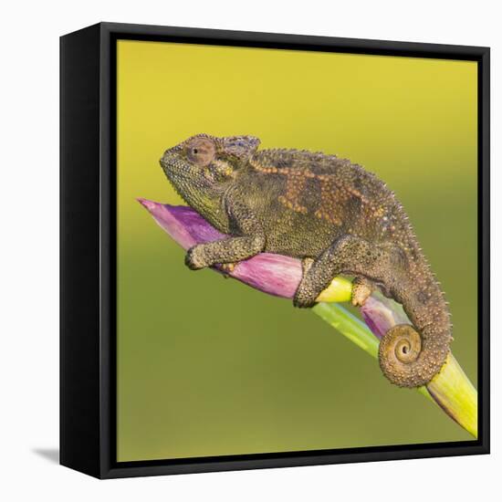 Africa. Tanzania. Rough chameleon, Trioceros rudis, at Ngorongoro crater.-Ralph H. Bendjebar-Framed Premier Image Canvas