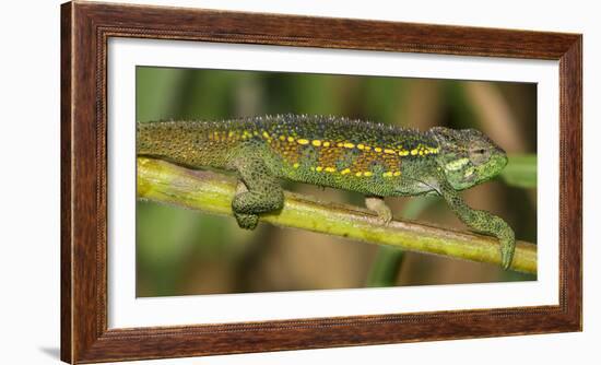 Africa. Tanzania. Rough chameleon, Trioceros rudis, at Ngorongoro crater.-Ralph H. Bendjebar-Framed Photographic Print