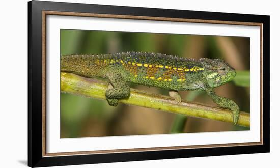 Africa. Tanzania. Rough chameleon, Trioceros rudis, at Ngorongoro crater.-Ralph H. Bendjebar-Framed Photographic Print