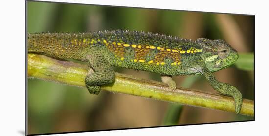 Africa. Tanzania. Rough chameleon, Trioceros rudis, at Ngorongoro crater.-Ralph H. Bendjebar-Mounted Photographic Print