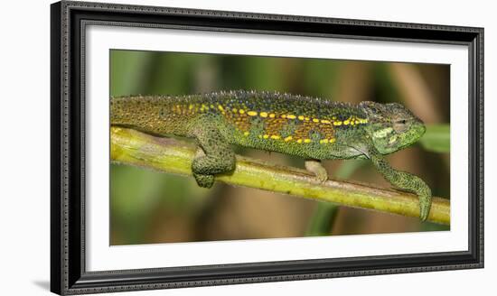 Africa. Tanzania. Rough chameleon, Trioceros rudis, at Ngorongoro crater.-Ralph H. Bendjebar-Framed Photographic Print