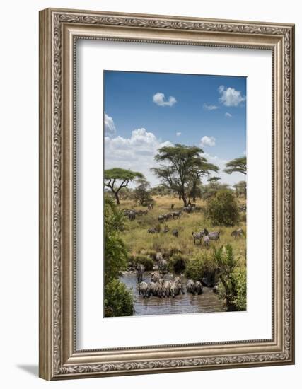 Africa, Tanzania, Serengeti National Park. Zebra herd.-Jaynes Gallery-Framed Photographic Print