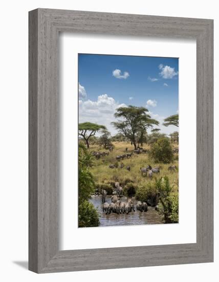 Africa, Tanzania, Serengeti National Park. Zebra herd.-Jaynes Gallery-Framed Photographic Print