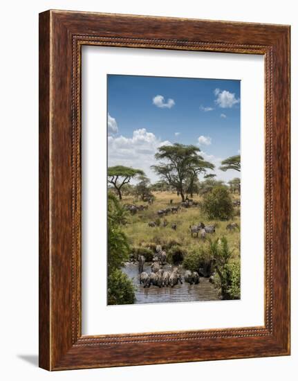 Africa, Tanzania, Serengeti National Park. Zebra herd.-Jaynes Gallery-Framed Photographic Print