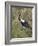 Africa, Tanzania, Serengeti. Saddle-billed Stork-Charles Sleicher-Framed Photographic Print