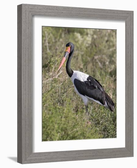 Africa, Tanzania, Serengeti. Saddle-billed Stork-Charles Sleicher-Framed Photographic Print