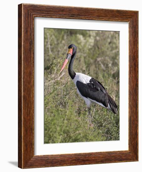 Africa, Tanzania, Serengeti. Saddle-billed Stork-Charles Sleicher-Framed Photographic Print