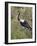 Africa, Tanzania, Serengeti. Saddle-billed Stork-Charles Sleicher-Framed Photographic Print