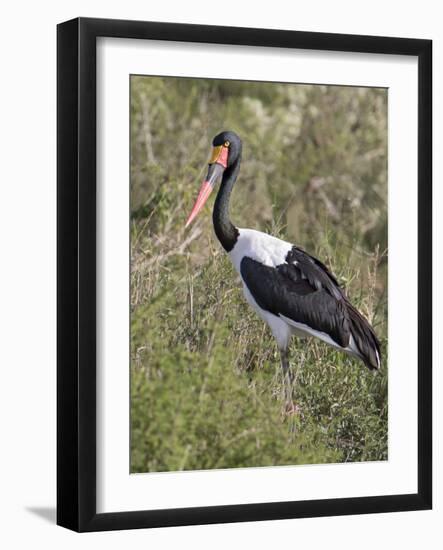 Africa, Tanzania, Serengeti. Saddle-billed Stork-Charles Sleicher-Framed Photographic Print