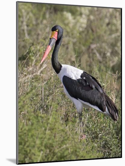 Africa, Tanzania, Serengeti. Saddle-billed Stork-Charles Sleicher-Mounted Photographic Print