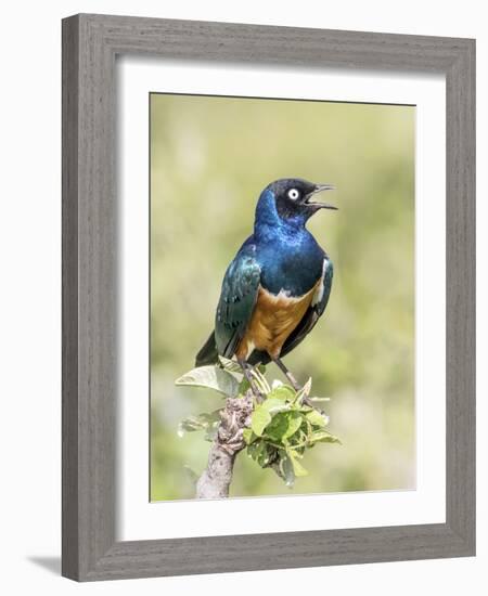 Africa, Tanzania, Serengeti. Superb Starling (Lamprotornis superbus)-Charles Sleicher-Framed Photographic Print