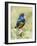 Africa, Tanzania, Serengeti. Superb Starling (Lamprotornis superbus)-Charles Sleicher-Framed Photographic Print