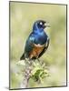 Africa, Tanzania, Serengeti. Superb Starling (Lamprotornis superbus)-Charles Sleicher-Mounted Photographic Print