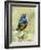 Africa, Tanzania, Serengeti. Superb Starling (Lamprotornis superbus)-Charles Sleicher-Framed Photographic Print