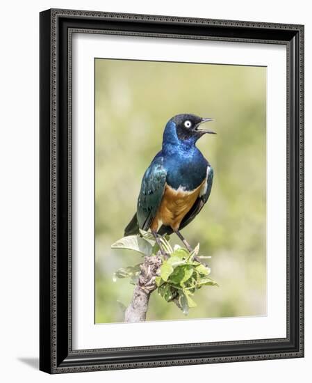 Africa, Tanzania, Serengeti. Superb Starling (Lamprotornis superbus)-Charles Sleicher-Framed Photographic Print