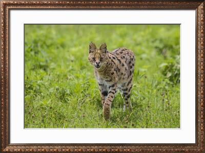 Africa Tanzania Serval Cat Leptailurus Serval Hunting Serengeti National Park Premium Photographic Print Ralph H Bendjebar Art Com