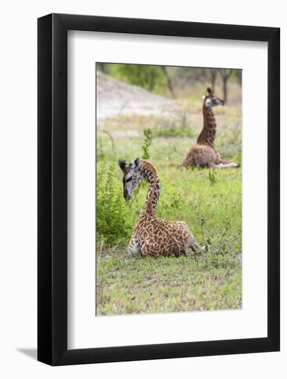 Africa, Tanzania. Two young giraffe sit together.-Ellen Goff-Framed Photographic Print