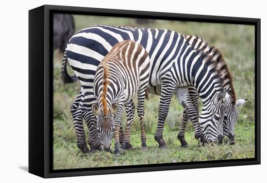 Africa, Tanzania. Two zebra graze with its brownish foal.-Ellen Goff-Framed Premier Image Canvas