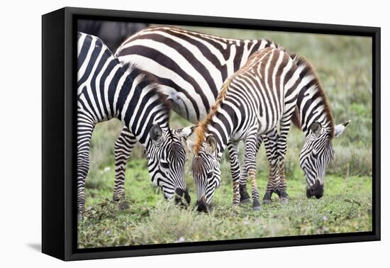 Africa, Tanzania. Two zebra graze with its brownish foal.-Ellen Goff-Framed Premier Image Canvas