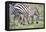 Africa, Tanzania. Two zebra graze with its brownish foal.-Ellen Goff-Framed Premier Image Canvas