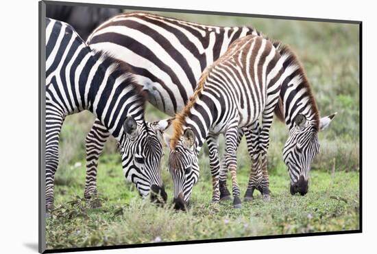 Africa, Tanzania. Two zebra graze with its brownish foal.-Ellen Goff-Mounted Photographic Print