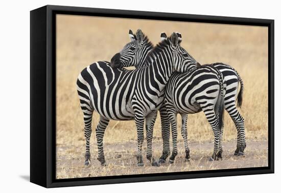 Africa, Tanzania. Two zebra stand together close to a third one.-Ellen Goff-Framed Premier Image Canvas