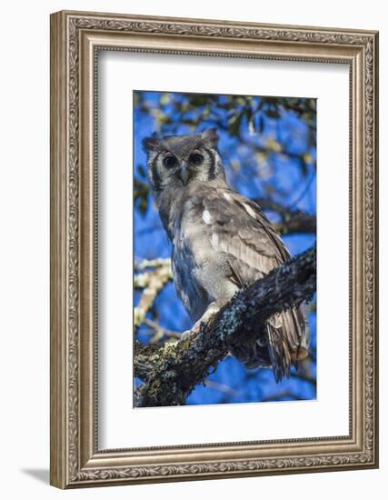 Africa. Tanzania. Verreaux's eagle-owl in Serengeti National Park.-Ralph H. Bendjebar-Framed Photographic Print