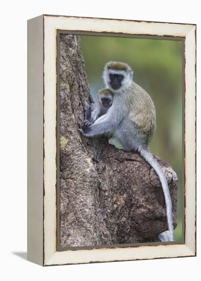 Africa. Tanzania. Vervet monkey female and juvenile at Ngorongoro Crater.-Ralph H. Bendjebar-Framed Premier Image Canvas