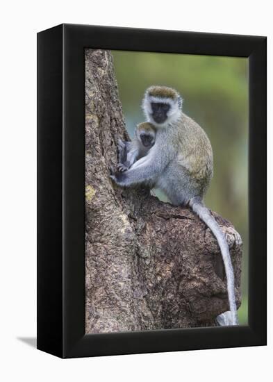 Africa. Tanzania. Vervet monkey female and juvenile at Ngorongoro Crater.-Ralph H. Bendjebar-Framed Premier Image Canvas