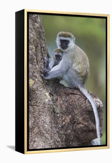 Africa. Tanzania. Vervet monkey female and juvenile at Ngorongoro Crater.-Ralph H. Bendjebar-Framed Premier Image Canvas