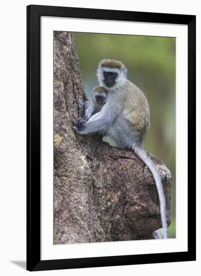 Africa. Tanzania. Vervet monkey female and juvenile at Ngorongoro Crater.-Ralph H. Bendjebar-Framed Premium Photographic Print