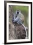 Africa. Tanzania. Vervet monkey female and juvenile at Ngorongoro Crater.-Ralph H. Bendjebar-Framed Premium Photographic Print