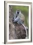 Africa. Tanzania. Vervet monkey female and juvenile at Ngorongoro Crater.-Ralph H. Bendjebar-Framed Premium Photographic Print