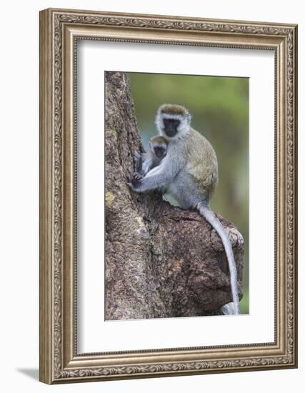 Africa. Tanzania. Vervet monkey female and juvenile at Ngorongoro Crater.-Ralph H. Bendjebar-Framed Photographic Print