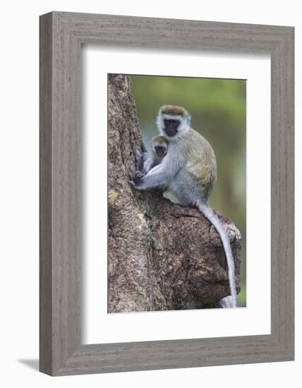 Africa. Tanzania. Vervet monkey female and juvenile at Ngorongoro Crater.-Ralph H. Bendjebar-Framed Photographic Print