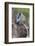 Africa. Tanzania. Vervet monkey female and juvenile at Ngorongoro Crater.-Ralph H. Bendjebar-Framed Photographic Print