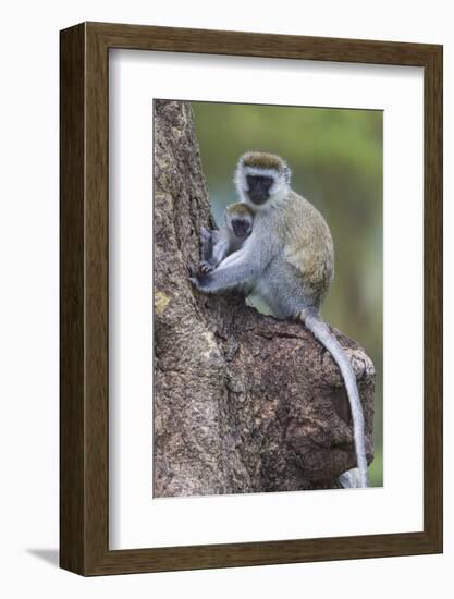 Africa. Tanzania. Vervet monkey female and juvenile at Ngorongoro Crater.-Ralph H. Bendjebar-Framed Photographic Print