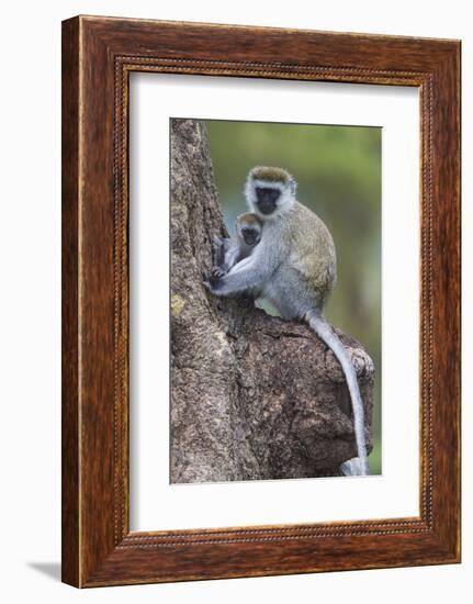 Africa. Tanzania. Vervet monkey female and juvenile at Ngorongoro Crater.-Ralph H. Bendjebar-Framed Photographic Print