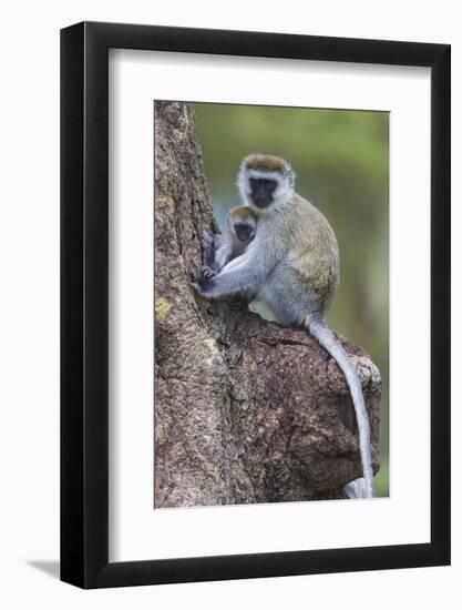 Africa. Tanzania. Vervet monkey female and juvenile at Ngorongoro Crater.-Ralph H. Bendjebar-Framed Photographic Print