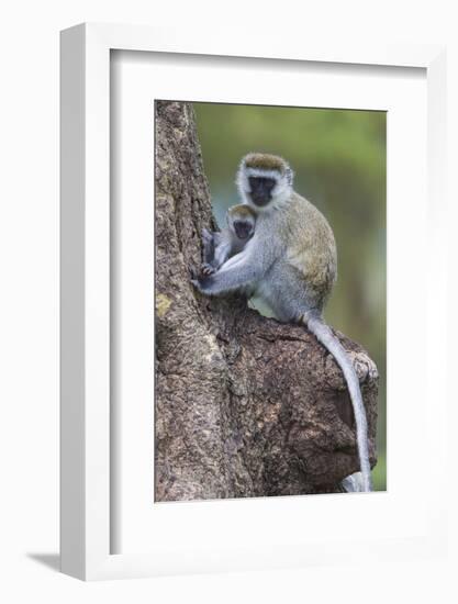 Africa. Tanzania. Vervet monkey female and juvenile at Ngorongoro Crater.-Ralph H. Bendjebar-Framed Photographic Print