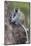 Africa. Tanzania. Vervet monkey female and juvenile at Ngorongoro Crater.-Ralph H. Bendjebar-Mounted Photographic Print